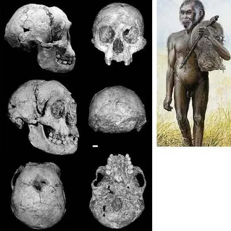Homo floresiensis 2004 г 3818 тыс лет ов Флорес Индонезия Около - фото 20