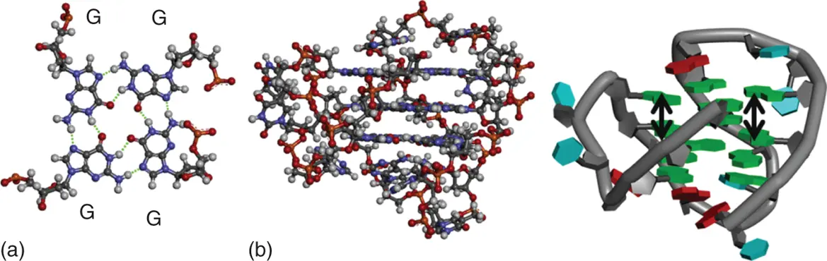 Figure 38 a Hydrogen bond formation in base pairs in a DNA Gquadruplex The - фото 61