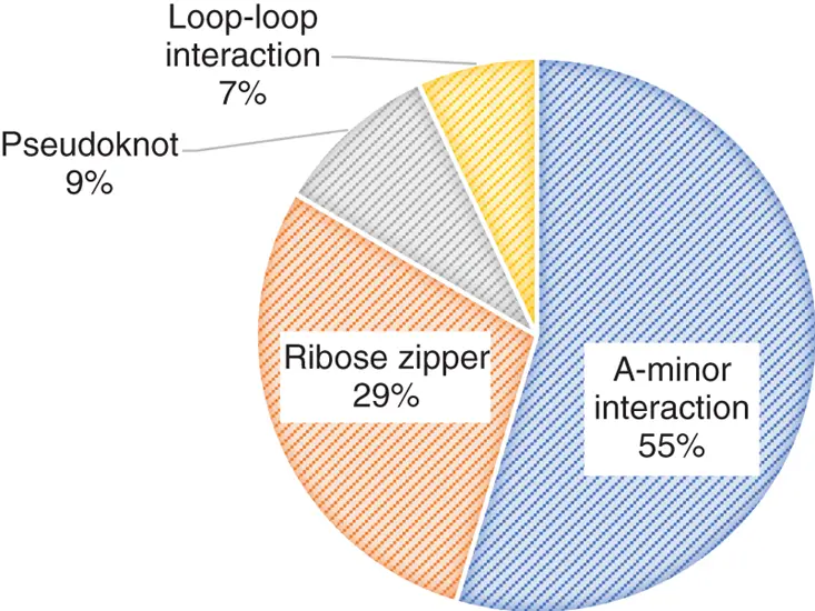Figure 211 Distribution of RNA tertiary motifs except coaxial stacking of - фото 23