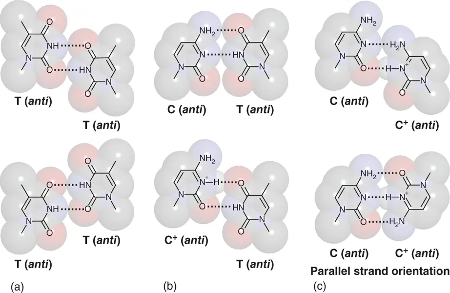 Figure 24 Mismatched TT CT and CC base pairs observed in nucleic acid - фото 16