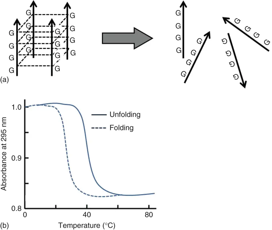 Figure 311 a The unfolding process for the intermolecular tetraplex b - фото 75