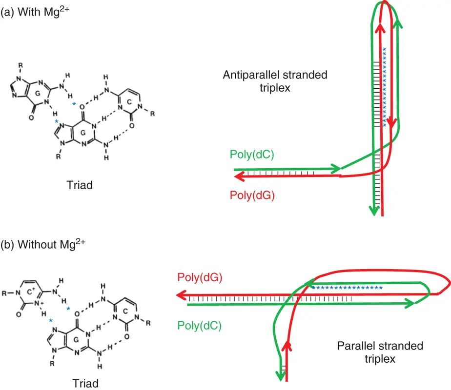 Figure 37 Probable structures adopted by the polydGpolydC sequence in - фото 60