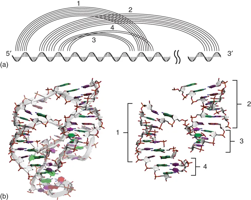 Figure 217 Pseudoknot structure a Base pairing patterns on the primary - фото 29