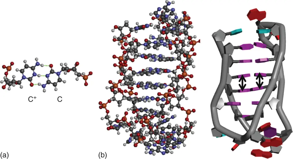 Figure 310 a Hydrogen bond formation in base pairs in a DNA imotif The - фото 63