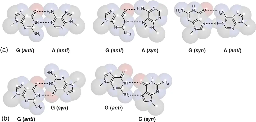 Figure 23 Mismatched GA and GG base pairs observed in nucleic acid - фото 15