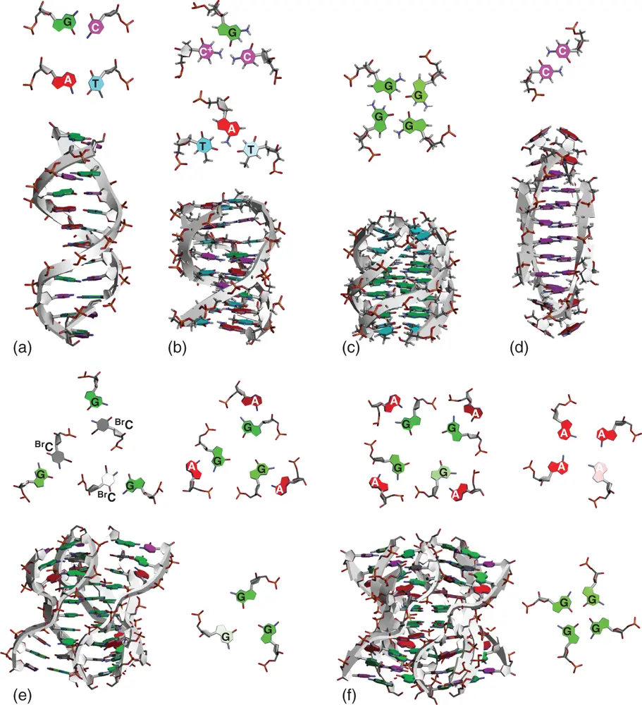 Figure 27 Typical structures of multistranded DNA helices a Canonical - фото 19