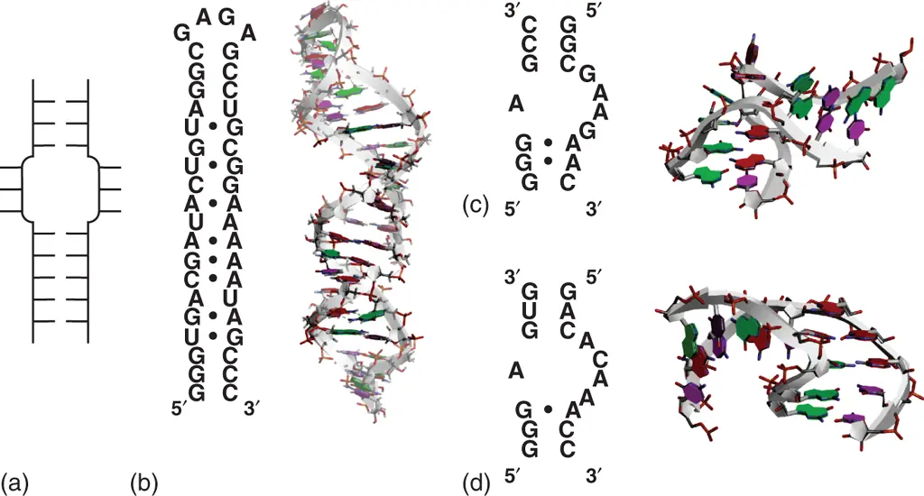 Figure 210 Internal loop structure a General secondary structure of - фото 22