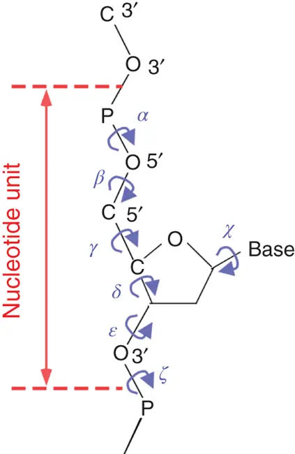 Figure 33 Torsion angles in a polyribonucleotide chain 33 Thermodynamic - фото 34