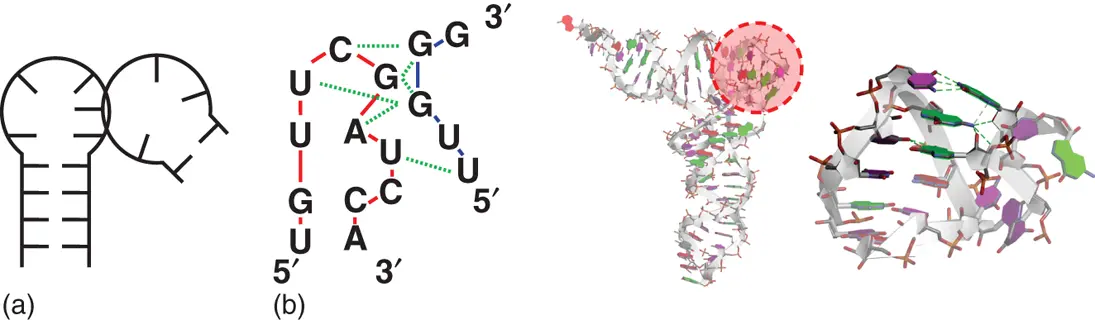 Figure 214 Tloop motifs a General secondary structure of Tloop motif - фото 26