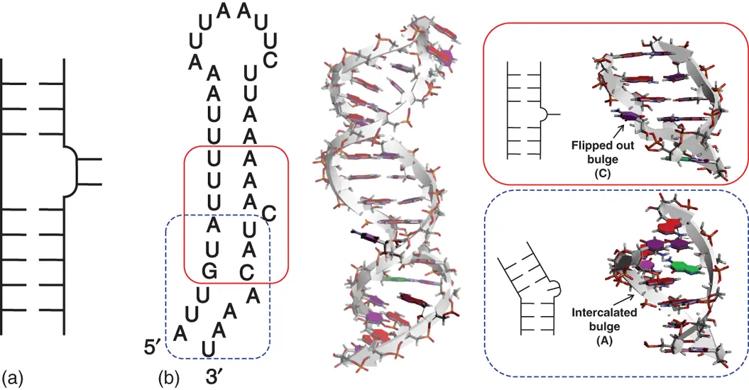 Figure 29 Bulge structure a General secondary structure of bulge b - фото 21