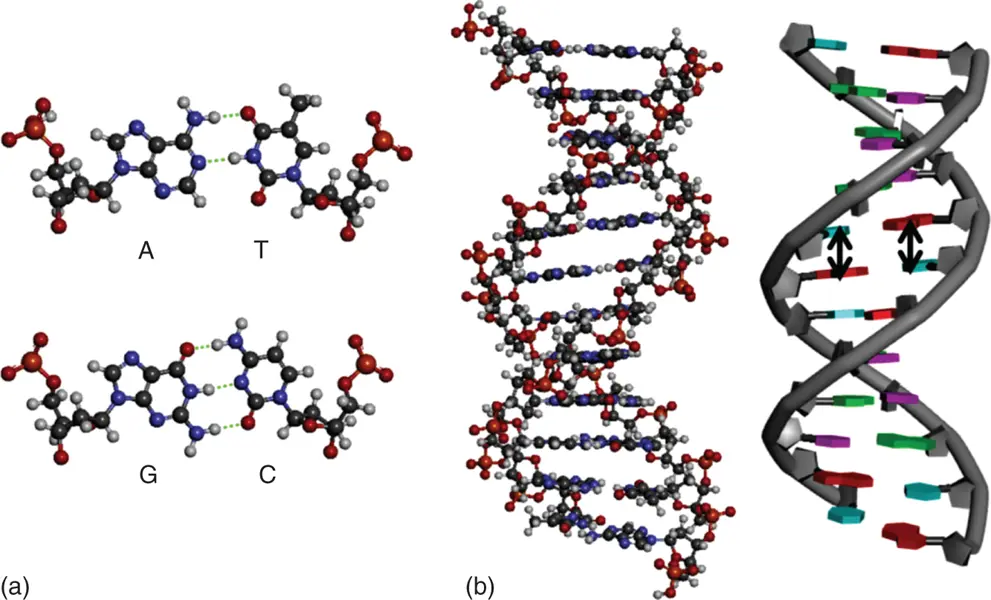 Figure 32 a Hydrogen bond formation in base pairs in a DNA duplex The - фото 32