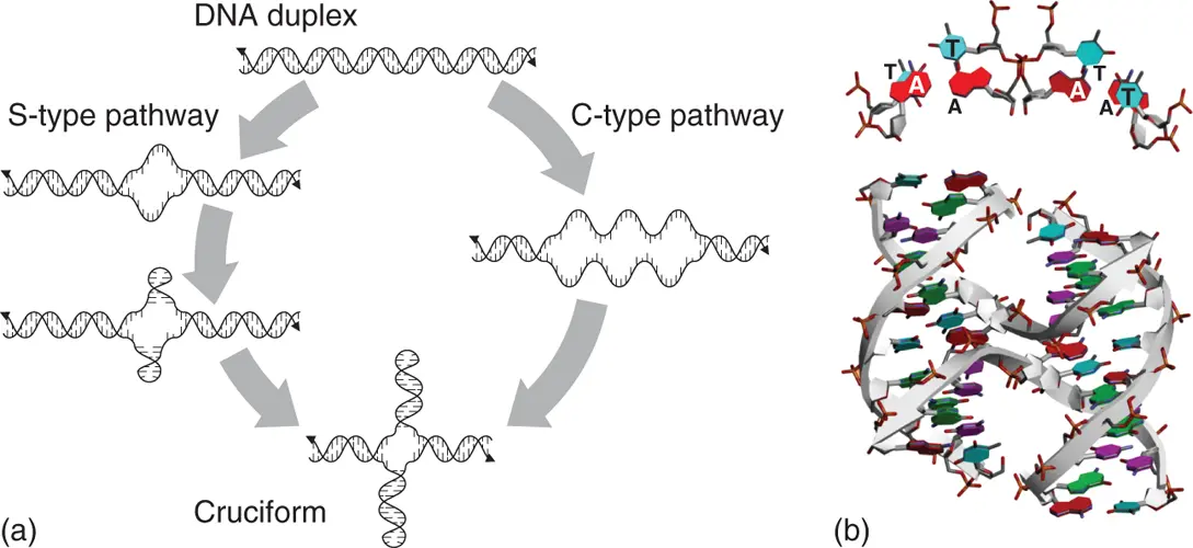 Figure 26 Structure of fourway junction to form cruciform and Holliday - фото 18