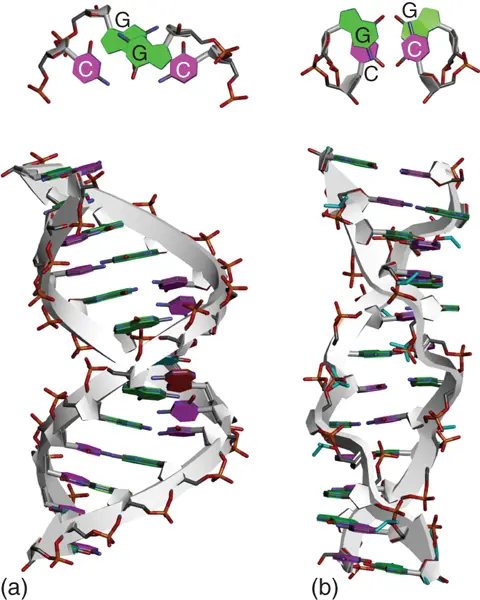 Figure 25 Structures of Atype PDB ID 3V9D a and Ztype PDB ID 4OCB - фото 17