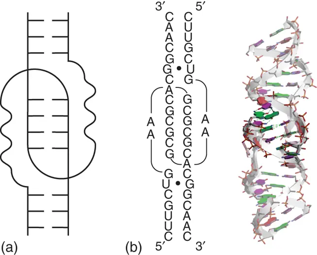 Figure 215 Kissingloop interaction a General secondary structure of - фото 27