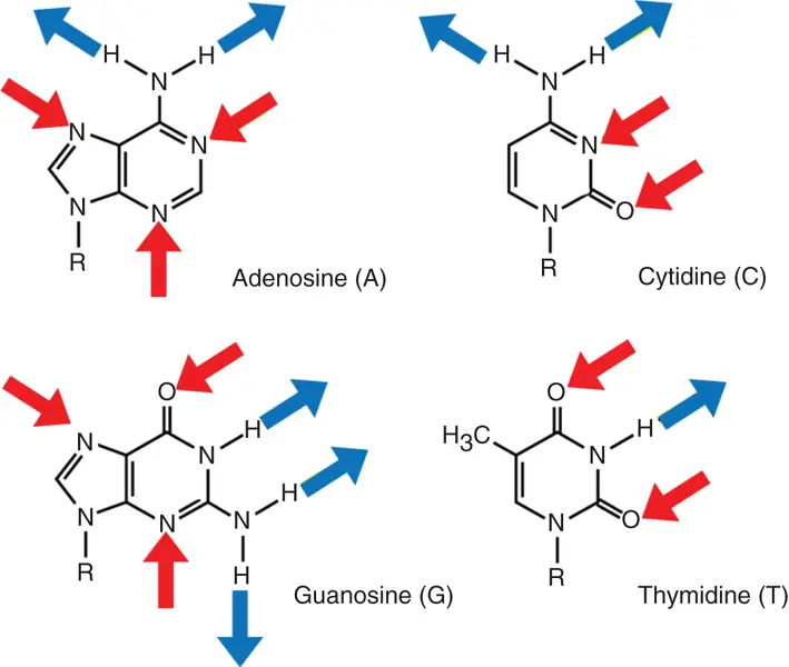Figure 31 Potential hydrogen bonding sites in bases of the nucleosides - фото 31