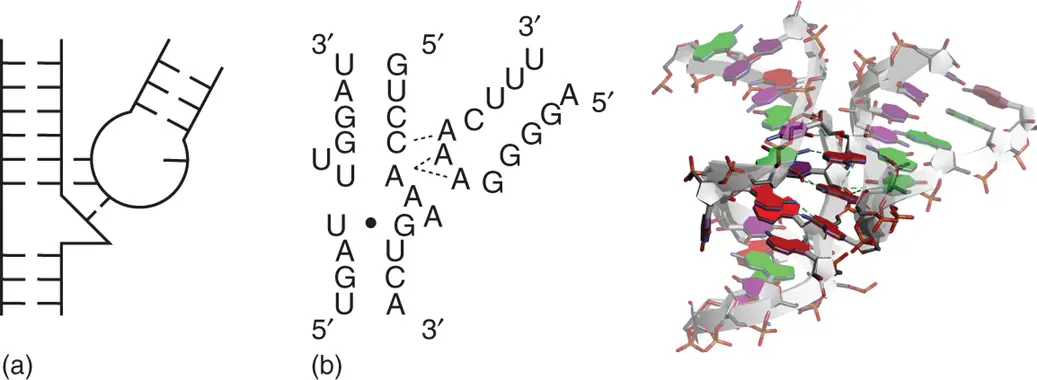 Figure 216 Tetraloop receptor interaction a General secondary structure of - фото 28