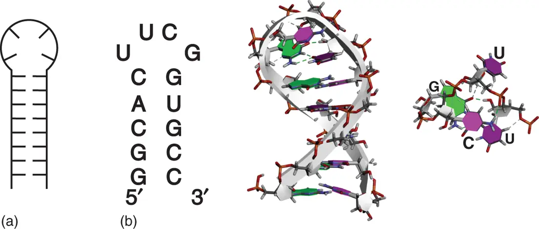 Figure 28 Hairpin structure a General secondary structure of hairpin b - фото 20