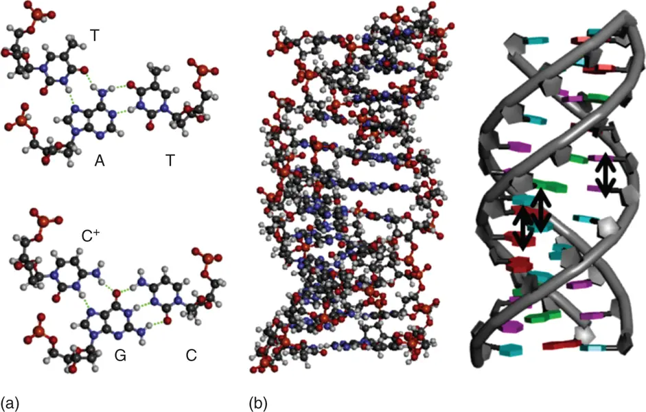 Figure 35 a Hydrogen bond formation in base triads in a DNA triplex The - фото 58