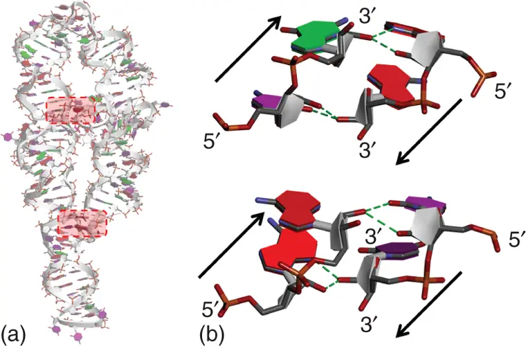 Figure 213 Ribose zipper interactions in tertiary structure of group I intron - фото 25