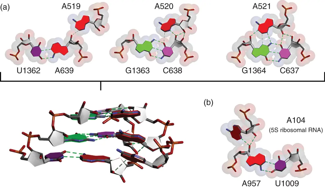 Figure 212 Aminor interactions Examples of hydrogen bonding patterns of - фото 24