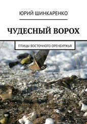 Юрий Шинкаренко - ЧУДЕСНЫЙ ВОРОХ. Птицы Восточного Оренбуржья