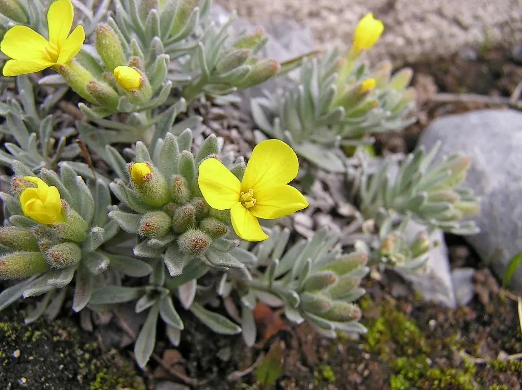 Die Nationalparkblume Degenija Im Naturpark Velebit wurden insgesamt 2700 - фото 60