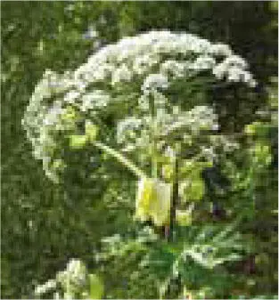 RIESENBÄRENKLAU Heracleum mantegazzianum enthält einen Saft der bei Kontakt - фото 96
