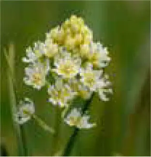 JOCHLILIE Zigadenus spp ist eine giftige Pflanze die Erbrechen Krämpfe und - фото 95