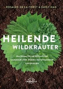 Rosalee de la Foret Heilende Wildkräuter обложка книги