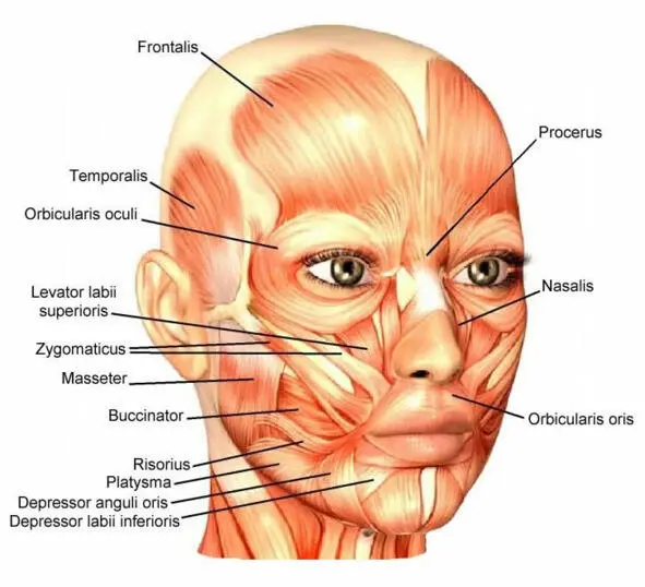 Anatomy The structure of the nerves of the face Motor nerves of face muscles - фото 1