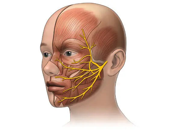 Anatomy Blood supply face Just as in the whole body in the area of the head - фото 2