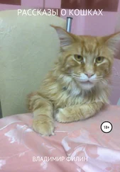Владимир Филин - Рассказы о кошках