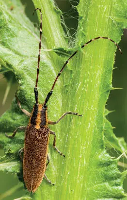 Los diafragmas más cerrados nos permiten obtener una gran profundidad de campo - фото 34