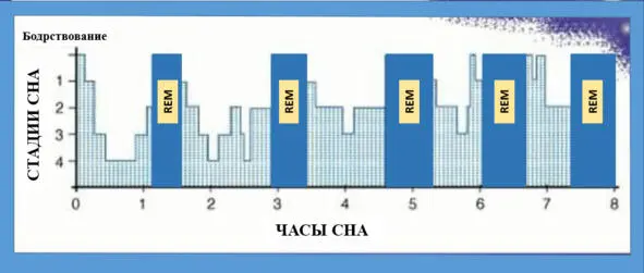 Обратите внимание что в первой половине ночи преобладает медленныйглубокий - фото 2