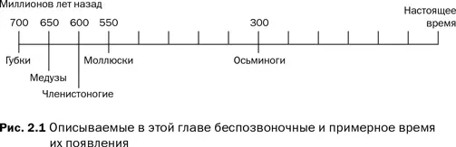 Другие древние животные медузы напротив обладают нервной системой Медузы - фото 4