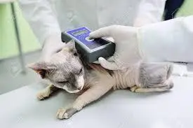 Prima visita veterinaria I gattini dovrebbero andare dal veterinario a otto - фото 13