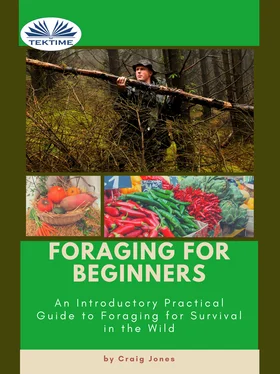 Craig Jones Foraging For Beginners обложка книги