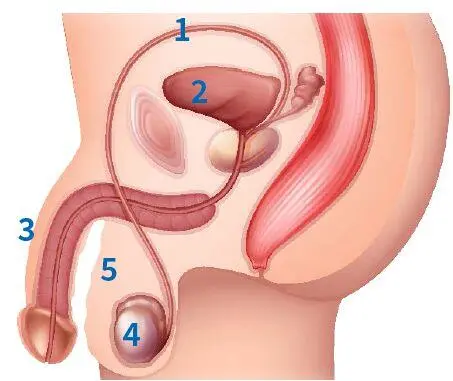 К МОЧЕПОЛОВОЙ СИСТЕМЕ МУЖЧИНЫ ОТНОСЯТСЯ 1 СЕМЯВЫНОСЯЩИЙ ПРОТОК 2 МОЧЕВОЙ - фото 5