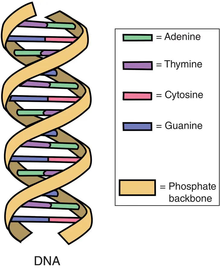 Figure 311 Double helix structure of DNA Source From Forluvoft DNA - фото 135