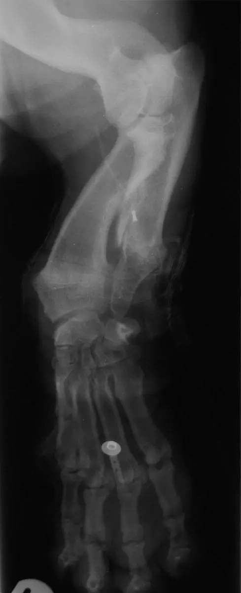 Figure 353 Short legs of a bassett compared to Source Photo courtesy of - фото 157