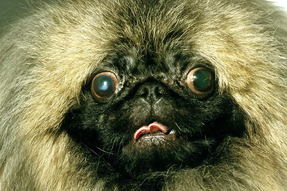 Figure 351 Flatfaced animals may experience a large number of health - фото 155