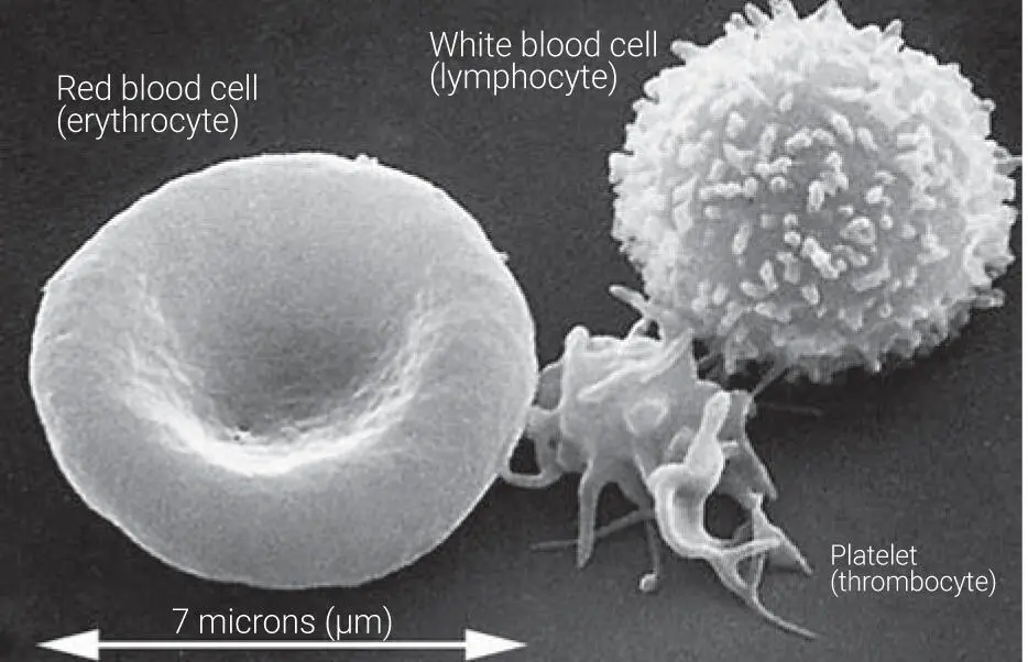 Fig 31SEM showing the relative size of RBCs platelets and WBCs leukocytes - фото 65