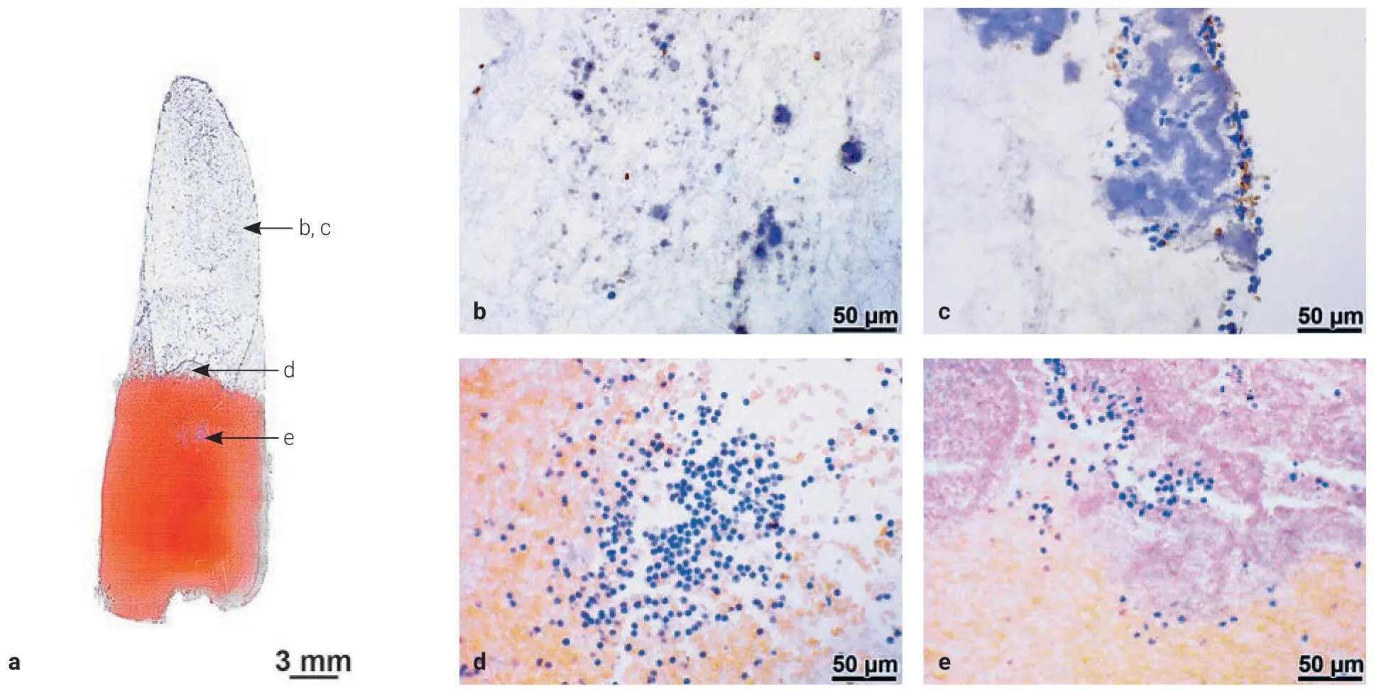 Fig 313Histologic observation of the frozen section of HPRF sectioned - фото 79