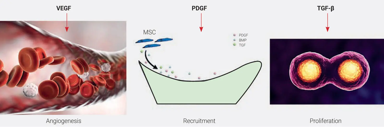 Fig 11The three main GFs that are released from PRF include VEGF a known - фото 6