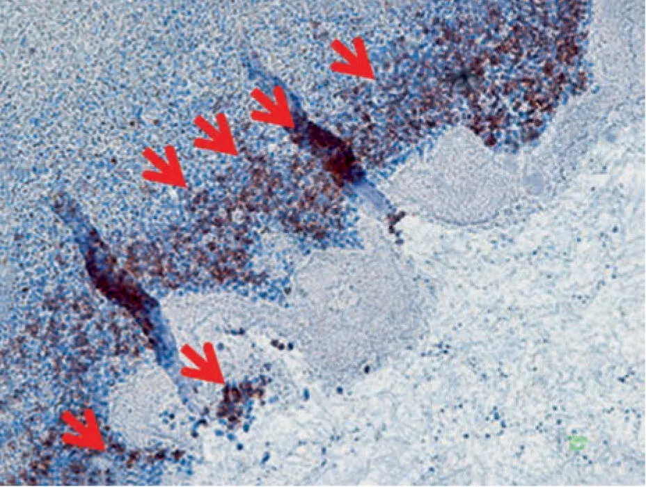 Fig 16Histologic observation of leukocytes following centrifugation Resulting - фото 11