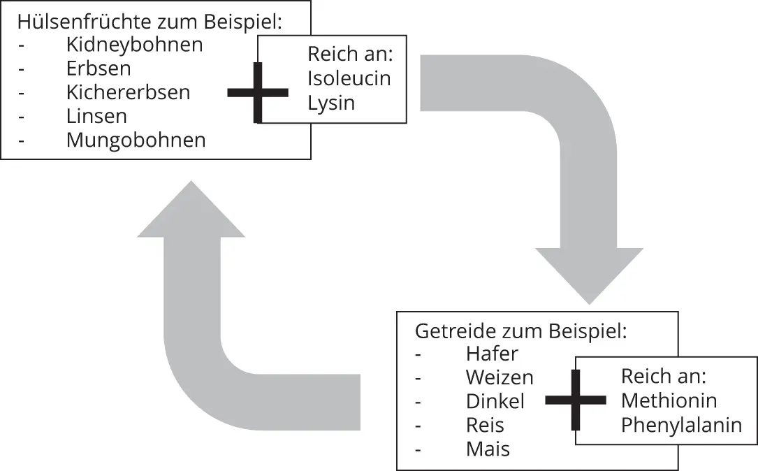 Abbildung 22 Hülsenfrüchte und Getreidesorten deren Aminosäuren sich - фото 46