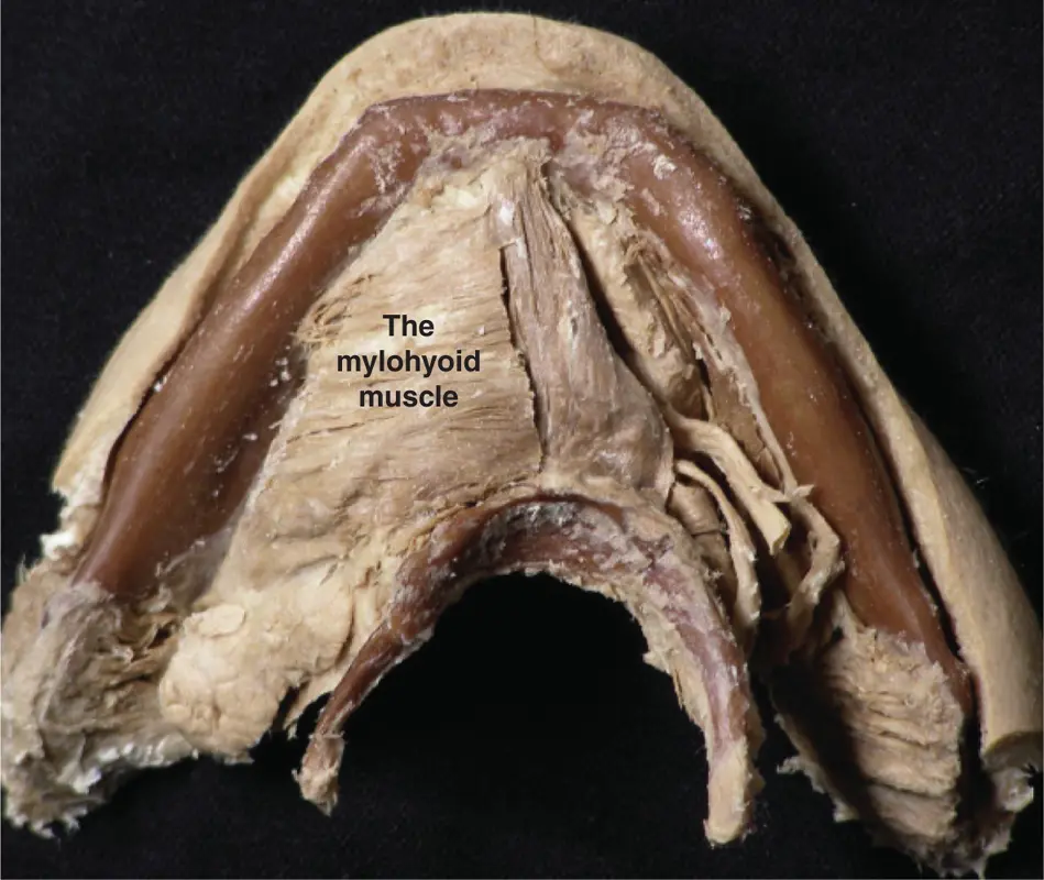 Figure 215The mylohyoid muscle Figure courtesy of Dr Paul Rea and Caroline - фото 28