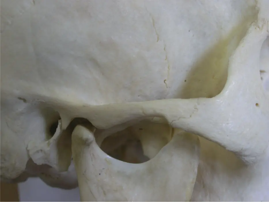 Figure 29The articular part of the temporal bone M Ziad AlAni Robin JM - фото 21