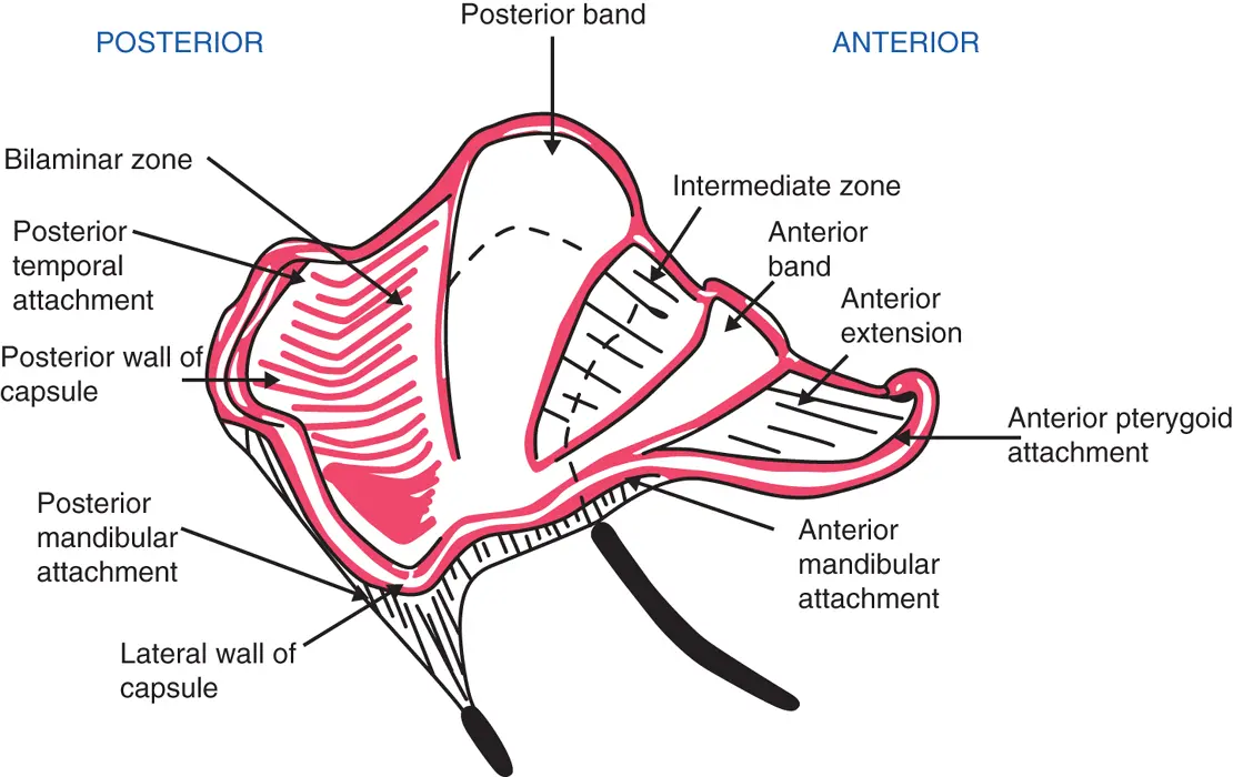 Figure 26Diagram of disc morphology Rees LA The structure and function of - фото 17