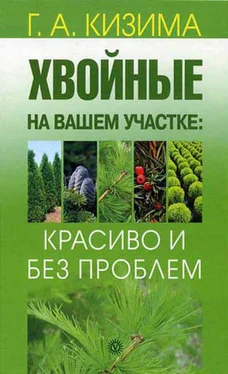 Галина Кизима Хвойные на вашем участке: красиво и без проблем обложка книги